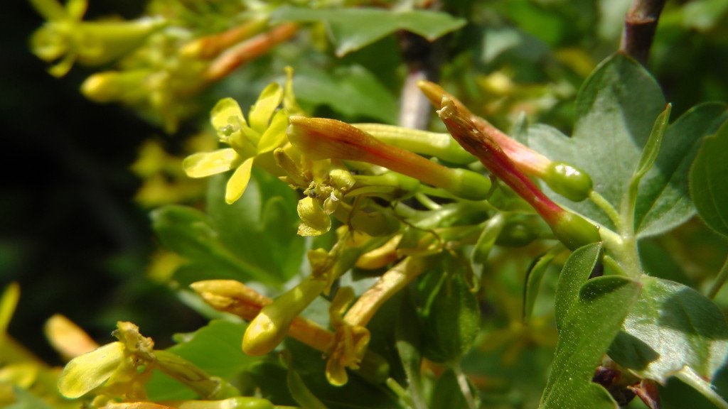 Auksuotasis serbentas. Žydėjimas.