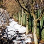 Kamieno formos lazdynai