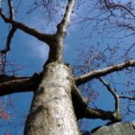 Kamieno formos lazdynas (vaizdas iš apačios)