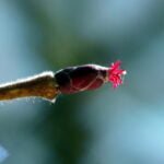 Lazdyno moteriškas žiedas. Čia bus riešutėliai.