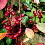 Rojaus obelaitės vaisiai rudeni