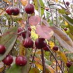 Rojaus obelaitės vaisiai rudeni