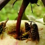 Vapsvos minta pernokusiais vaisiais