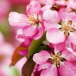 Žydi Royal Beauty rojaus obelis