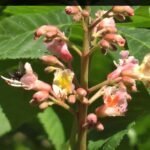 Raudonžiedis kaštonas. Žydėjimas.