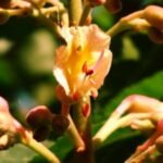 Raudonžiedis kaštonas. Žydėjimas.