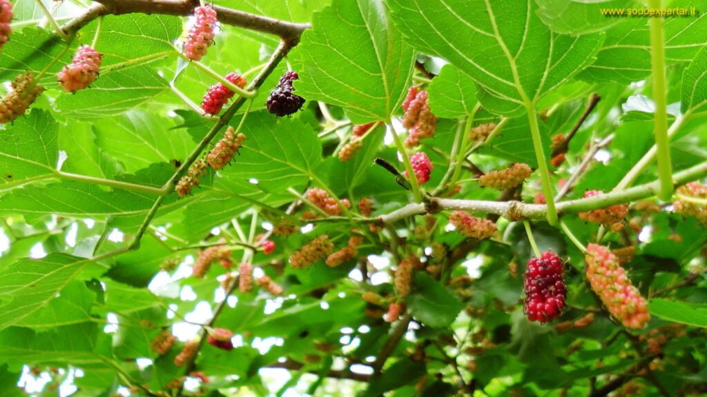 Noksta šilkmedžio uogos