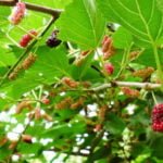 Noksta šilkmedžio uogos