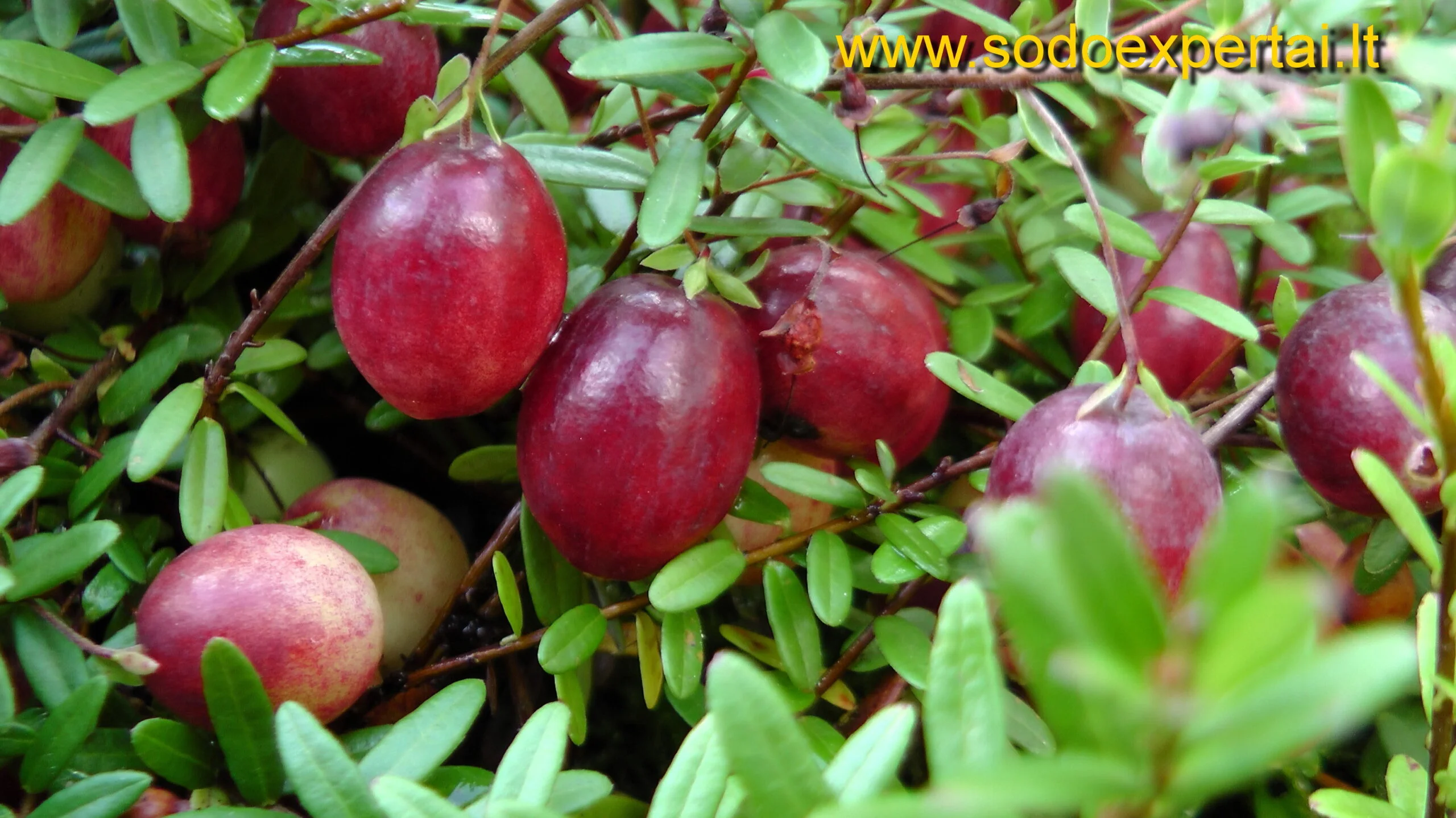 Spanguolė „Pilgrim“