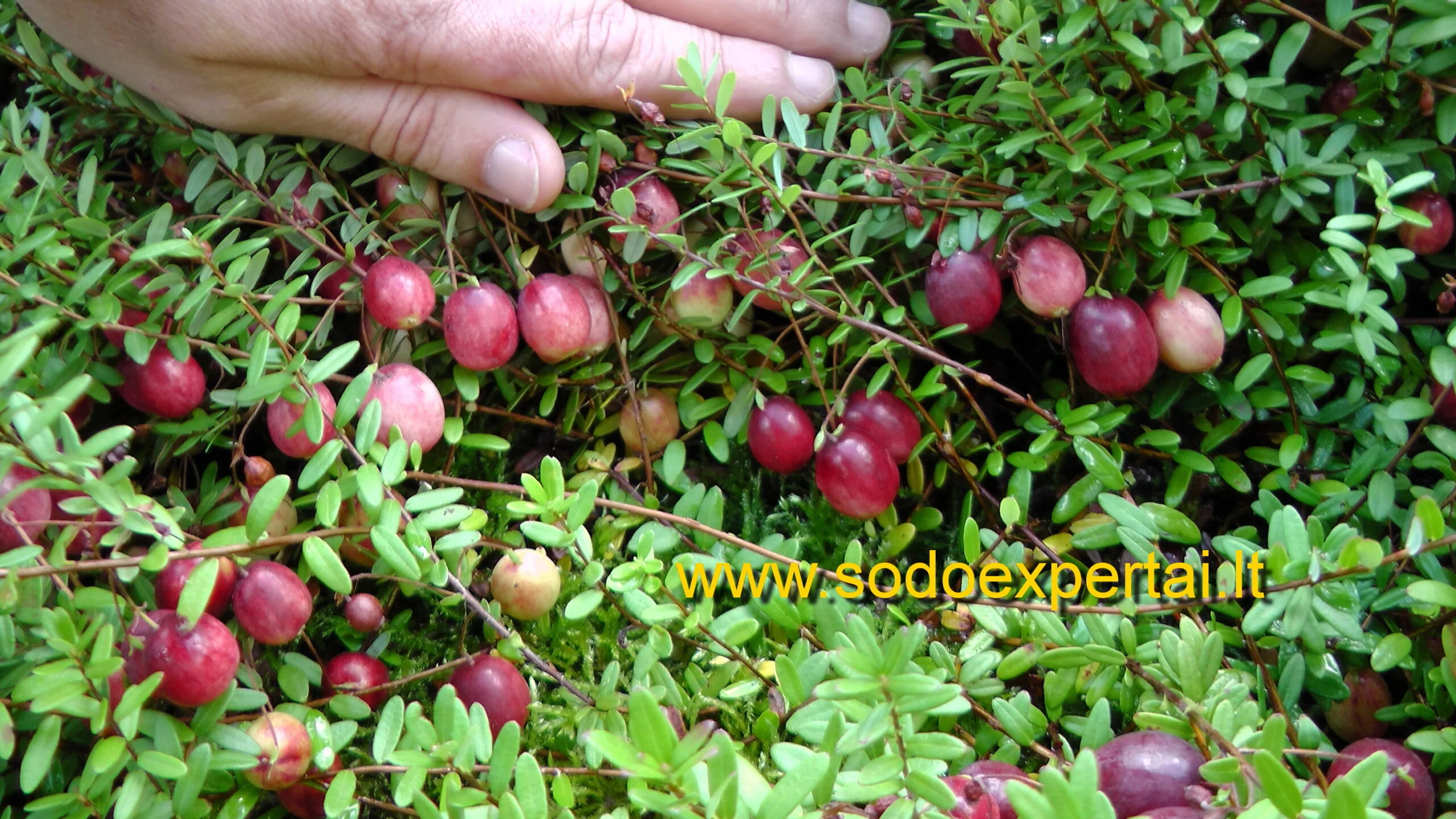 Spanguolė „Pilgrim“