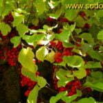 Kininio citrinvyčio uogos