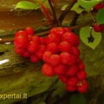 Kininio citrinvyčio uogos