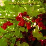 Kininio citrinvyčio uogos