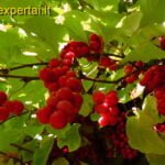 Kininio citrinvyčio uogos