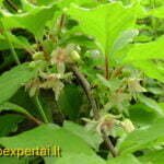 Kininio citrinvyčio žydėjimas