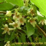 Kininio citrinvyčio žydėjimas