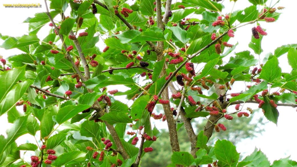 Noksta šilkmedžio uogos