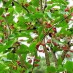 Noksta šilkmedžio uogos