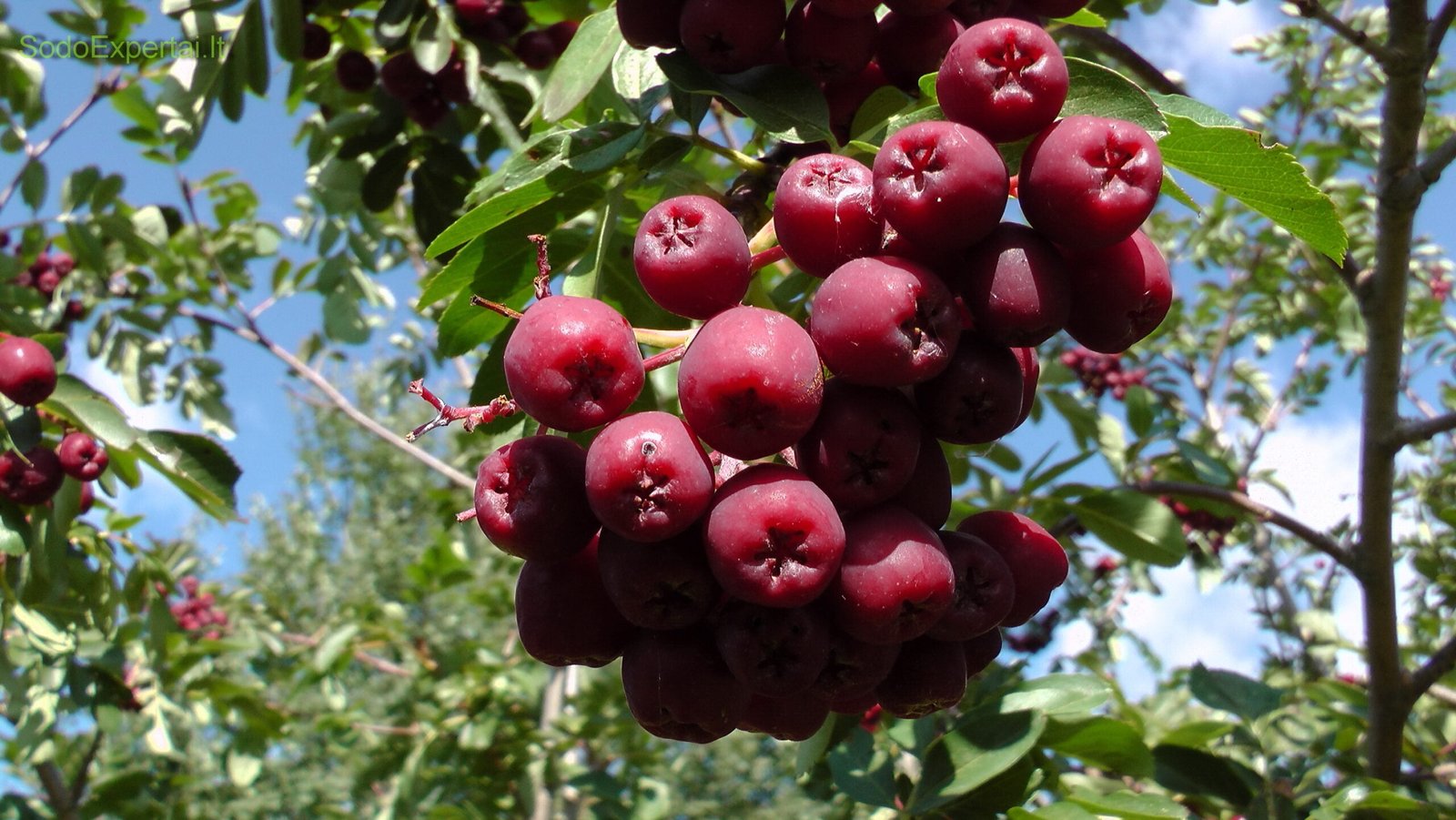 Granatinio šermukšnio uogos.