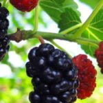 Noksta šilkmedžio uogos