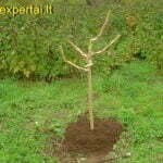 Ruošiame medžius žiemai