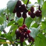 Geltonžiedės sedulos vaisiai