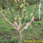 Ruošiame medžius žiemai