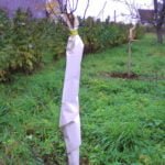 Ruošiame medžius žiemai