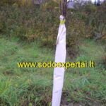 Ruošiame medžius žiemai