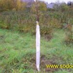 Ruošiame medžius žiemai