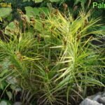 Palminė viksva (lot. Carex muskingumensis)