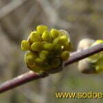 Pražysta geltonžiedė sedula