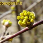 Pražysta geltonžiedės sedulos žiedai