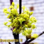 Geltonžiedės sedulos žydėjimas