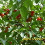 Geltonžiedės sedulos vaisiai