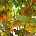 Kultūrinės sedulos derėjimas