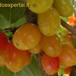 Kultūrinės sedulos derėjimas