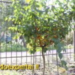 Geltonžiedės sedulos jauno medelio derėjimas