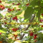 Geltonžiedės sedulos vaisiai