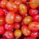 Geltonžiedė sedula