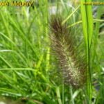 Soruolė 'Moudry' (lot. Pennisetum alopecuroides 'Moudry')