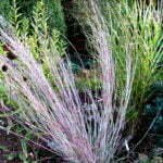 Barzdotis ‘Prairie Blues’ (lot. Andropogon scoparium 'Prairie Blues' arba Schizachyrium scoparium ‘Prairie Blues’)