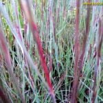 Barzdotis ‘Prairie Blues’ (lot. Andropogon scoparium 'Prairie Blues' arba Schizachyrium scoparium ‘Prairie Blues’)