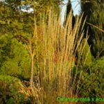 Smailiažiedis lendrūnas 'Overdam' (lot. Calamagrostis x acutiflora 'Overdam')
