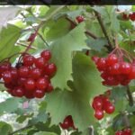 Gausiai dera 'Leningradskaja otbornaja'