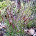 Dekoratyvinės žolės Rykštėtoji sora ‘Squaw’ (lot. Panicum virgatum ‘Squaw’)