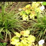 Viksva 'Ice dance' (lot. Carex morrowii 'Ice Dance')