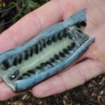 Dekaisnėja kininė (lot. Decaisnea fargesii)