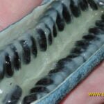 Dekaisnėja kininė (lot. Decaisnea fargesii)