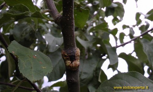 Skiepijimas sekatoriumi Skiepijimas sekatoriumi